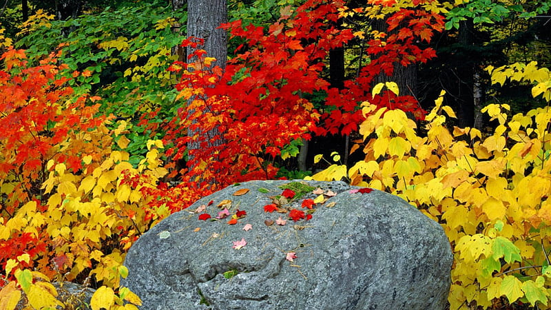 Autumn Leaves at Adirondack State Park, New York, red, fall, autumn, rock, gray, newyork, colors, yellow, park, state, adirondack, leaves, nature, HD wallpaper