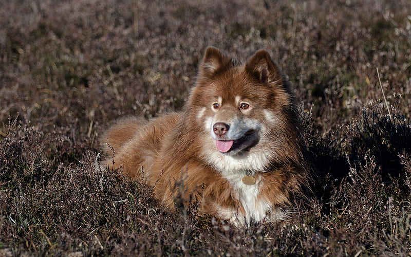 Finnish Lapphund, Lapinkoira, brown fluffy dog, pets, dogs, Finnish Lapponian Dog, suomenlapinkoira, HD wallpaper