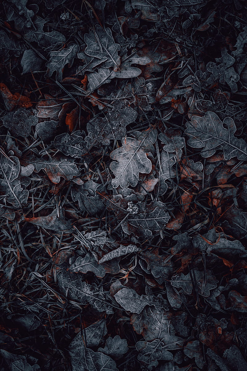 leaves, grass, hoarfrost, macro, autumn, HD phone wallpaper