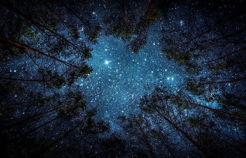 Earth, Starlight, Forest, Night, Sky, Stars, Tree, HD wallpaper