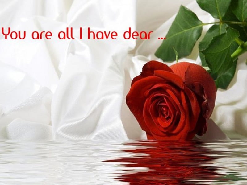 You Are All I Have, Rose, Red, Romantic, Flower, HD wallpaper