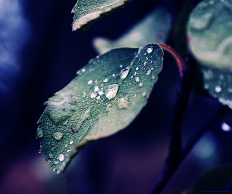 Fall rain of nature, drops, leaf, leaves, raindrops, water drops, HD wallpaper