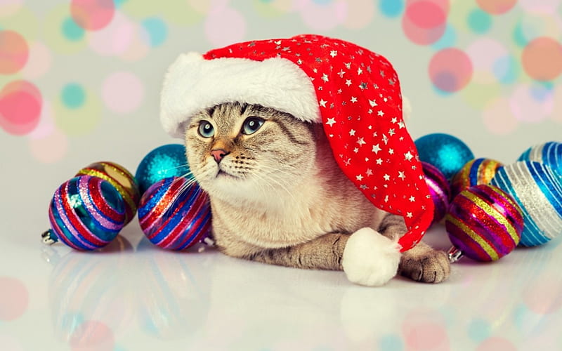 Xmas Scottish Fold Cats Mèo Scottish Fold với chiếc mũ ông già Noel đáng yêu sẽ khiến bạn và gia đình bạn thích mê. Với những hình ảnh chất lượng cao này, bạn sẽ có được khoảnh khắc đáng nhớ trong kỳ nghỉ lễ Giáng Sinh. Hoàn toàn miễn phí, tải ngay các hình ảnh mèo Giáng Sinh và sử dụng chúng cho điện thoại và máy tính cá nhân của mình!