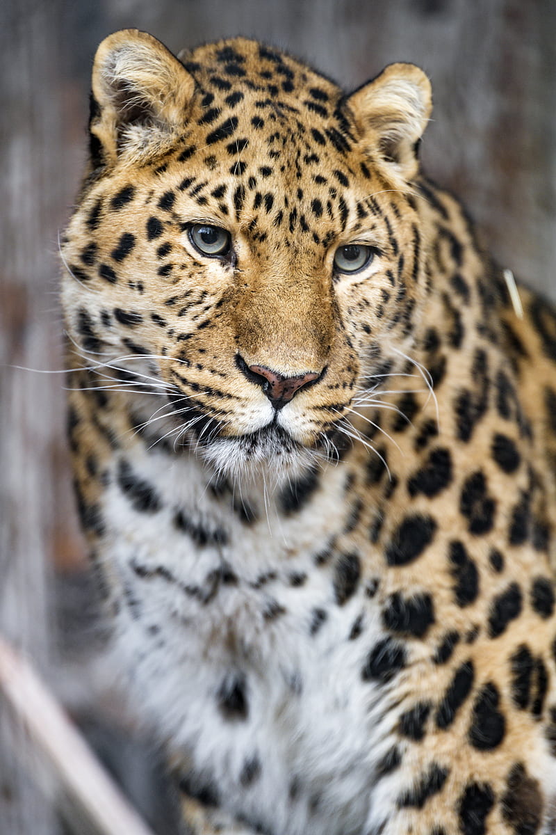 leopard, big cat, predator, glance, face, HD phone wallpaper