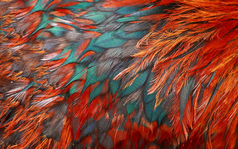 colorful feathers texture feathers backgrounds, macro, feathers textures, orange feathers background, HD wallpaper