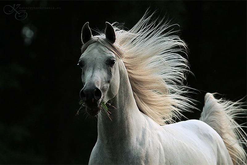 dom stallion, stallion, wind, white, gallop, horse, arabian, HD wallpaper