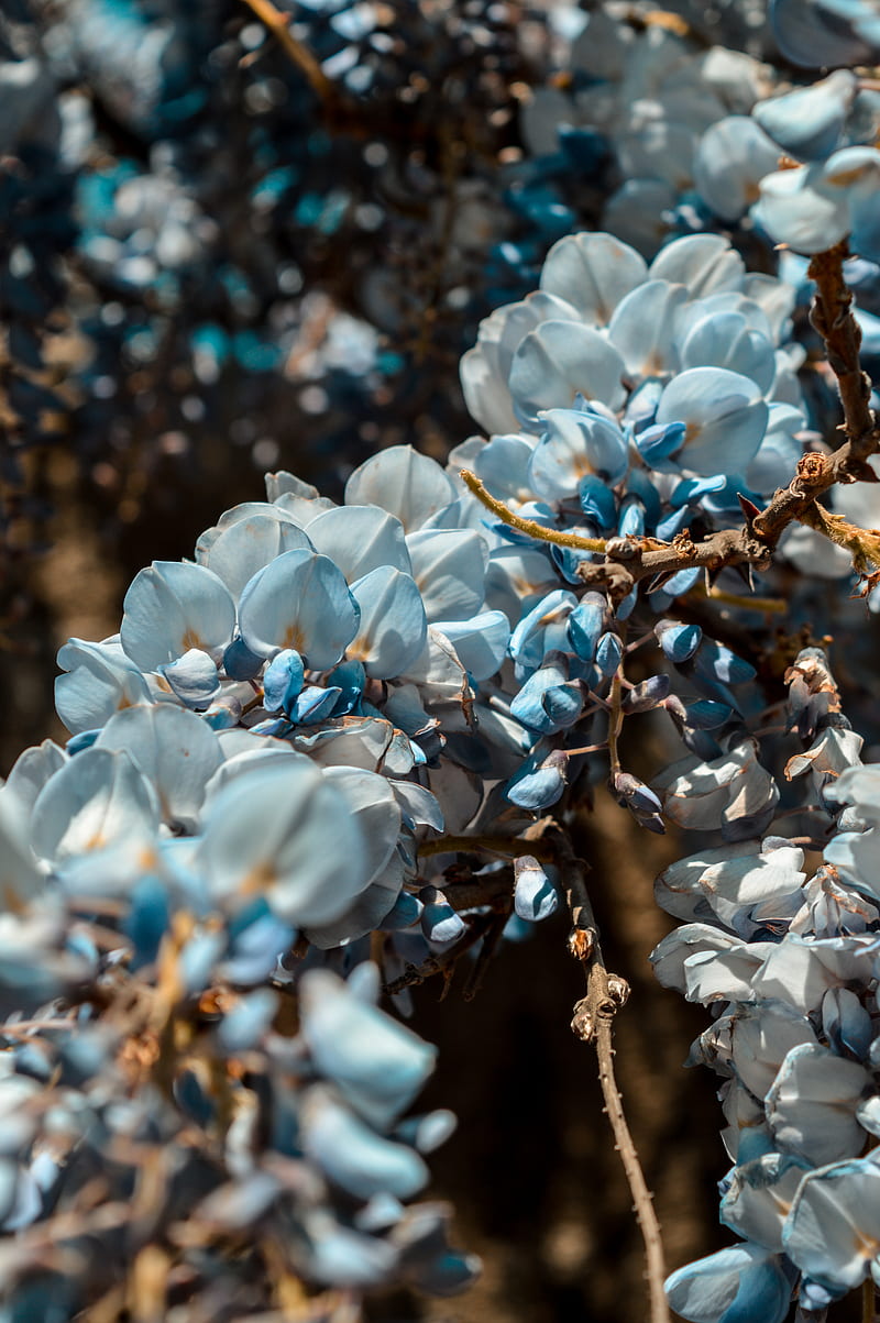 flowers, blue, branch, plant, blooms, spring, HD phone wallpaper