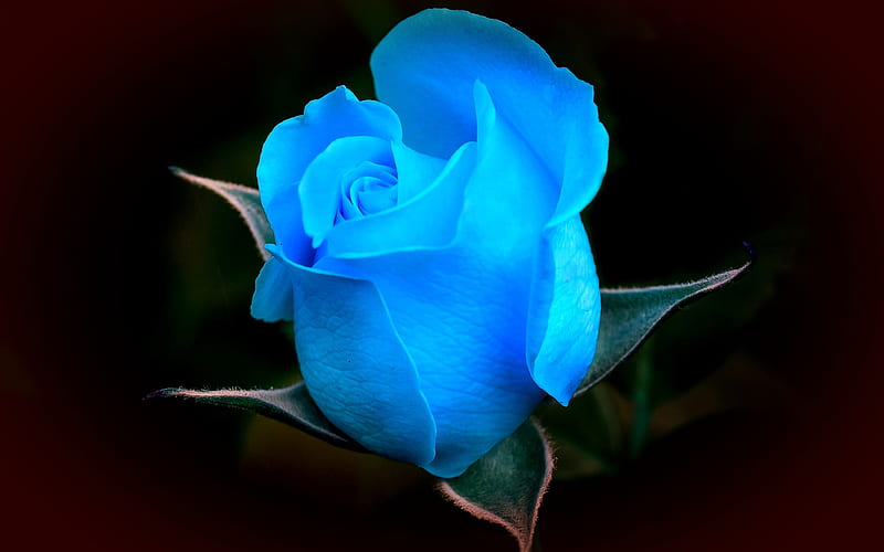 blue rose, macro, blue flowers, beautiful flowers, blue bud, roses, HD wallpaper