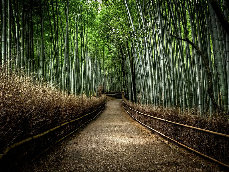 Bamboo, green, nature, walk, forests, way, landscape, HD wallpaper
