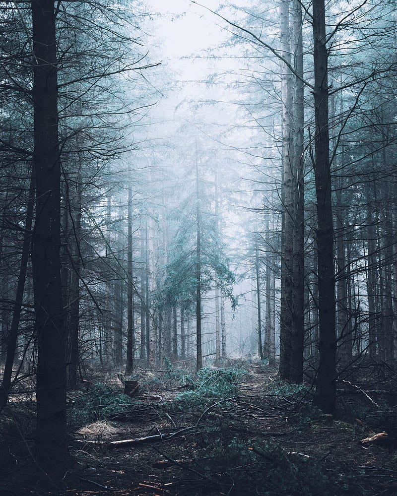 forest, fog, trees, pines, HD phone wallpaper