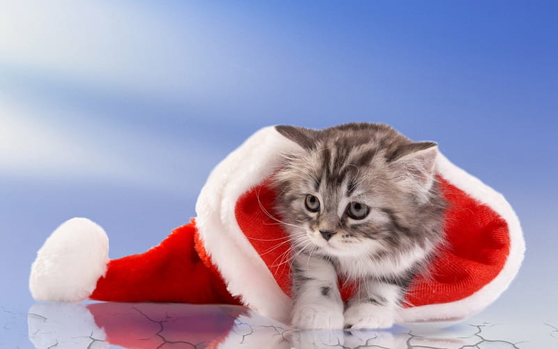 Christmas kitty, pretty, lovely, christmas, holiday, fluffy, kitty, bonito, new year, adorable, cat, sweet, hat, cute, nice, reflection, kitten, HD wallpaper