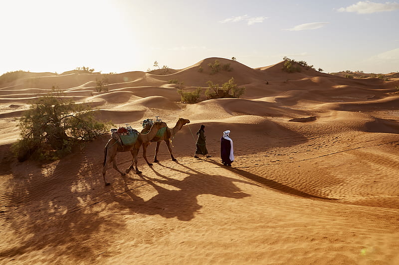 people walking with two camels walking on desert, HD wallpaper