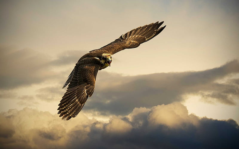 falcons, Peregrine, predatory birds, bird, flight, HD wallpaper