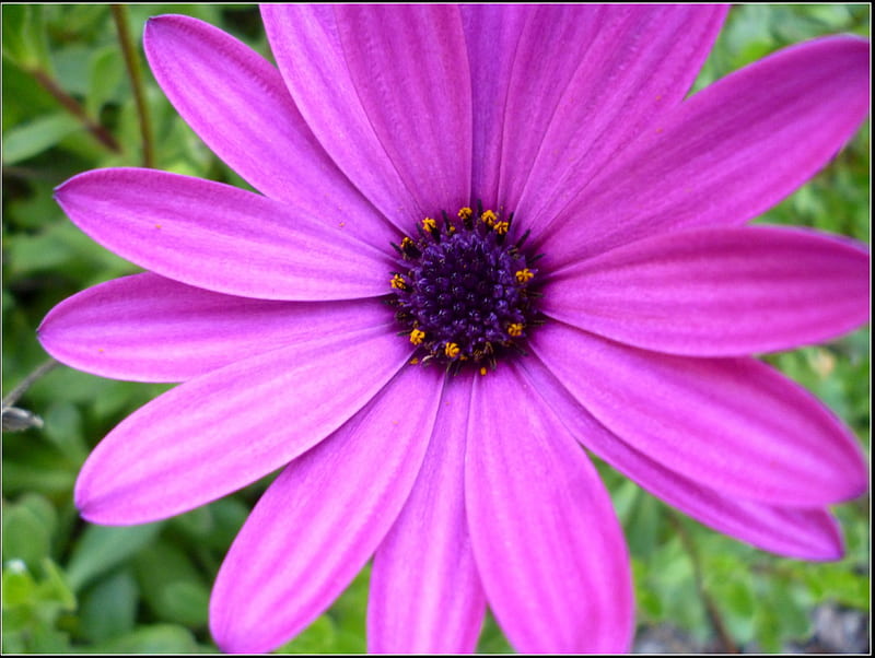 Purple Daisy, daisies, flowers, nature, purple, HD wallpaper | Peakpx