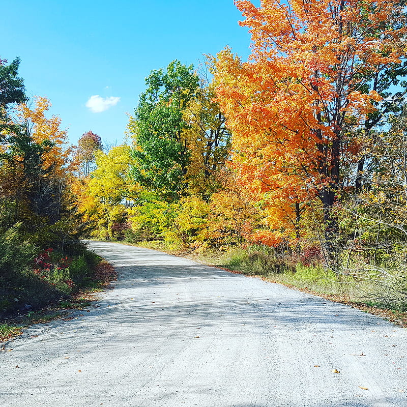 Canadian Back Road, back road, blue sky, canada, dirt road, fall, fall colours, fall trees, nature, sky, trees, HD phone wallpaper
