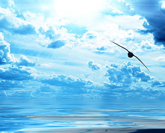 Sunny blue sky, sun, water bird, sky, clouds, fly away, beauty, sunshine,  miracle, HD wallpaper | Peakpx