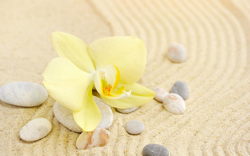 yellow orchid, yellow leaf, sand, spa, stones, seashells, HD wallpaper