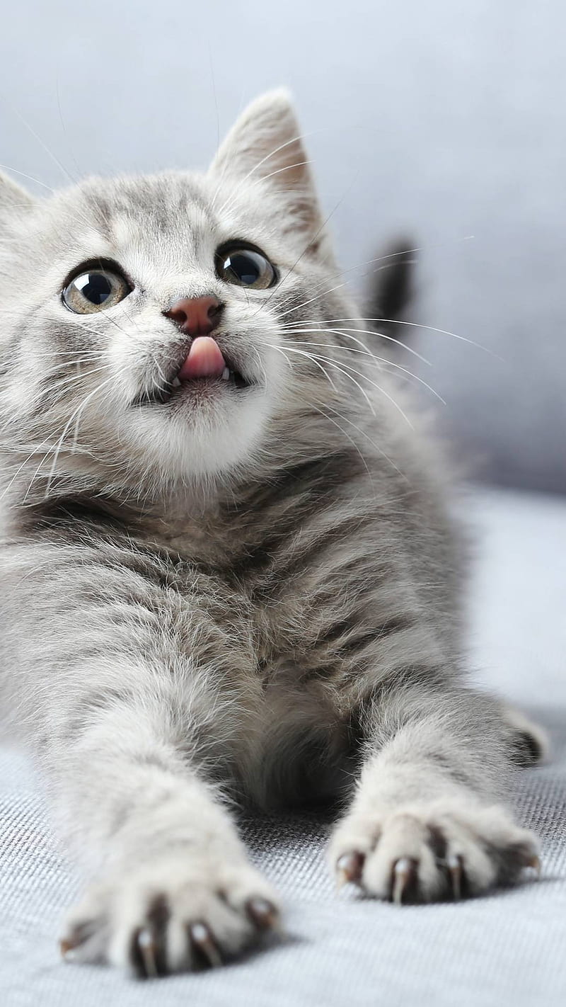 Baby cat, cats, cute, HD phone wallpaper | Peakpx