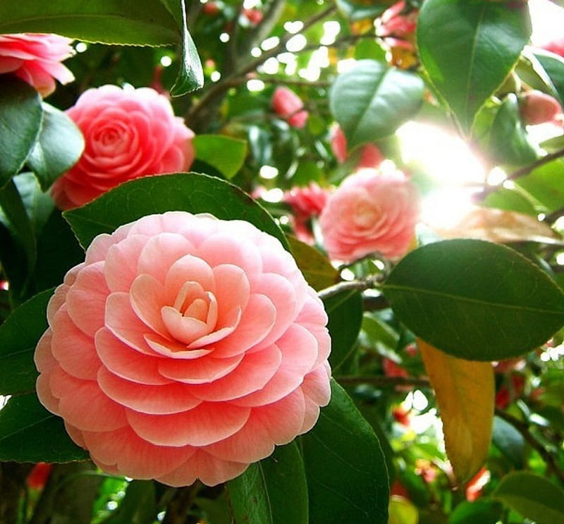 Camellia Blossoms, leaves, flowers, blossoms, sunshine, pink, camellia, HD wallpaper