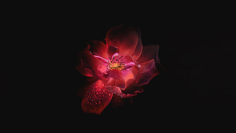 Flower Oled , flowers, oled, monochrome, black-and-white, red, HD wallpaper