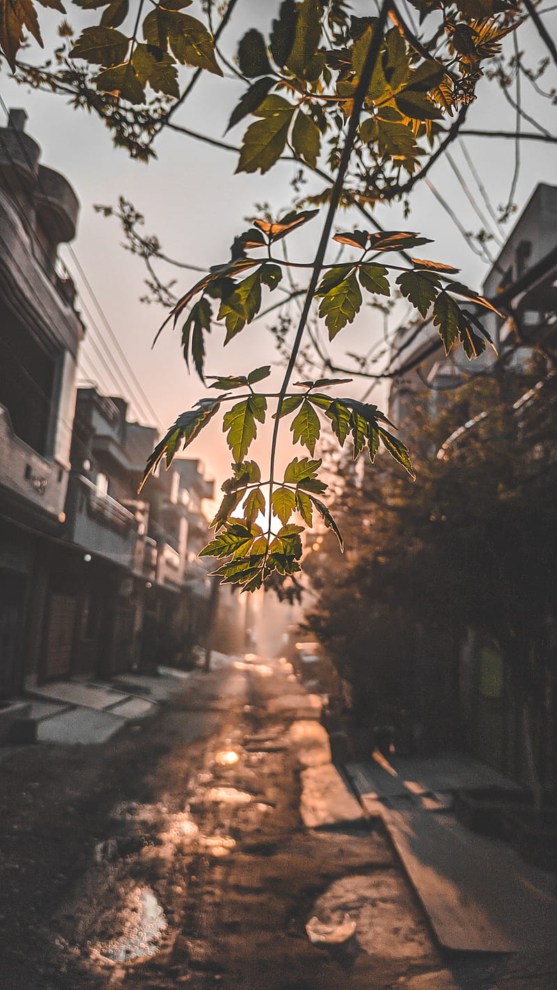 Street Up, alone, beach, iphone, landscape, leaves, nature, pakistan, samsung, HD phone wallpaper