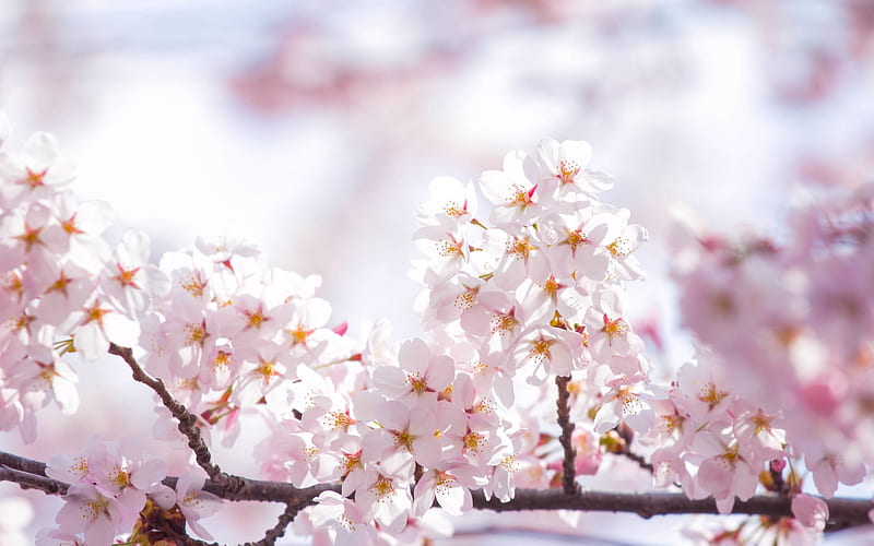 1920x1080px, 1080P free download | Spring, flower, branch, pink, cherry ...