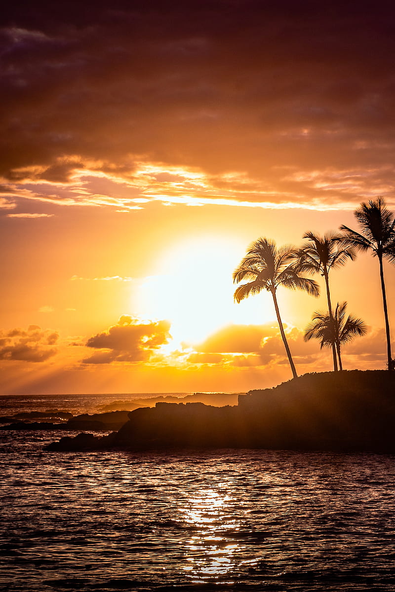 sea, palm, sunset, glare, rocks, HD phone wallpaper