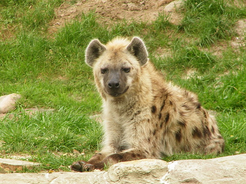 Spotted Hyena, carnivore, spotted, hyena, HD wallpaper