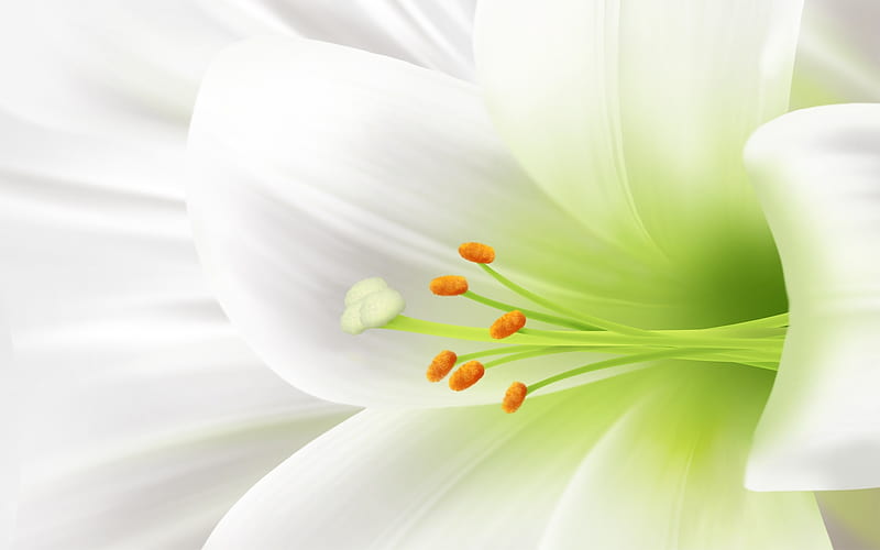 Close Up White Lily, pollen, easter, white, liliy, orange, yellow, HD wallpaper