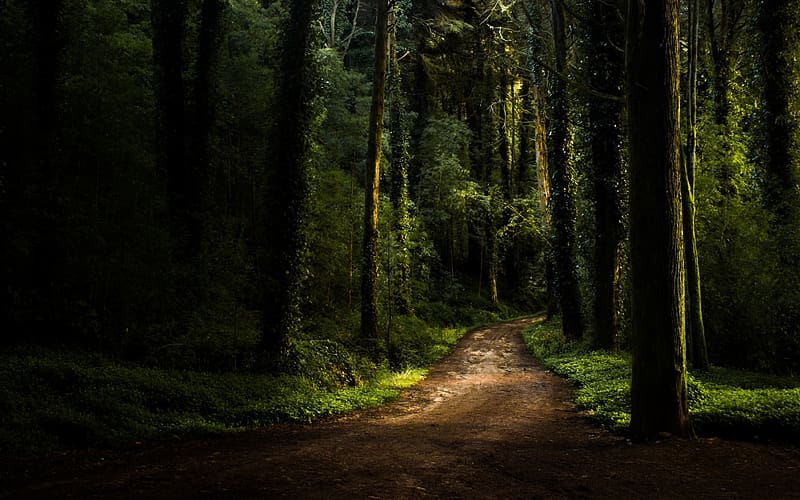 Nature, Dark, Forest, Tree, Path, HD wallpaper