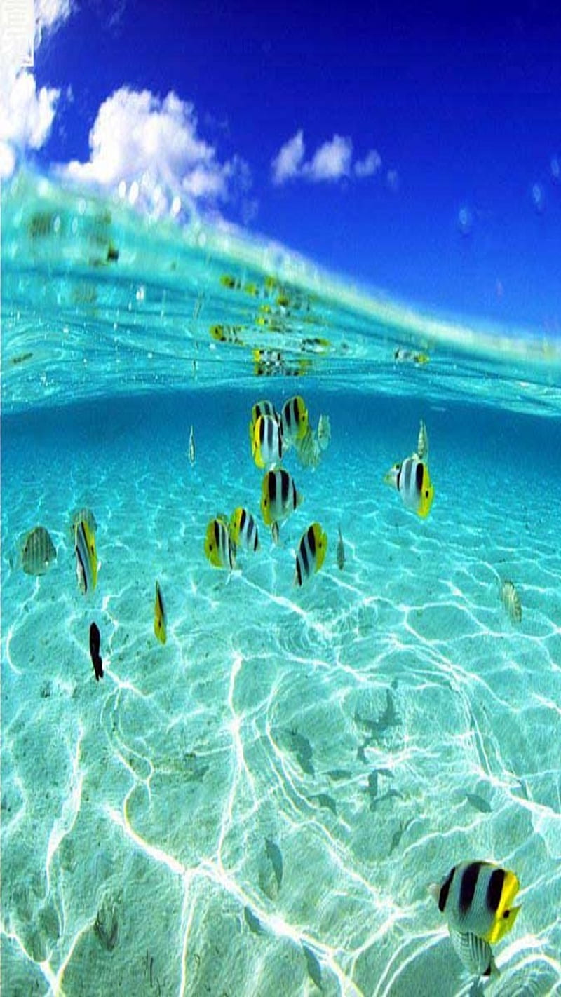Fishy, beach, fish, island, tank, tropical, water, HD phone wallpaper