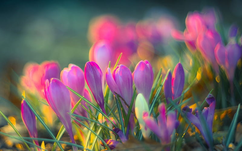 crocuses, pink flowers, spring, blur, bokeh, close-up, HD wallpaper