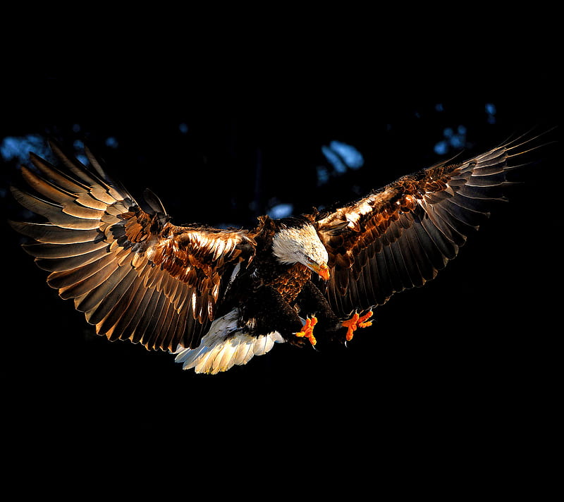 Eagle, catch, claws new, HD wallpaper