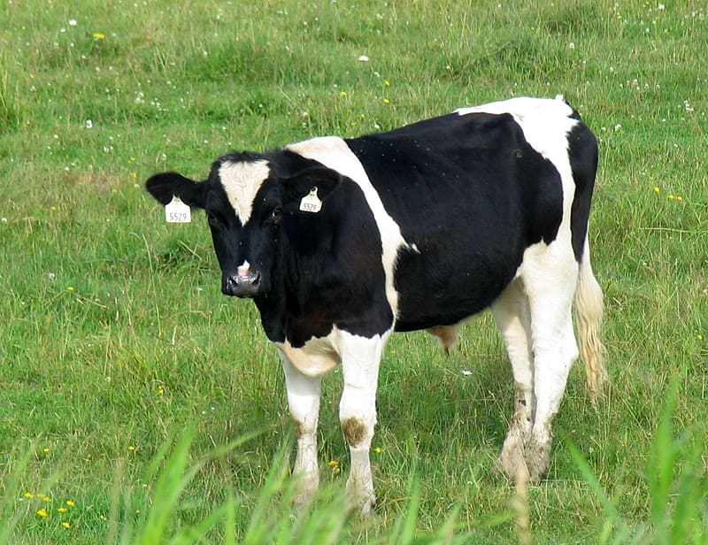 cow, black, field, green, HD wallpaper