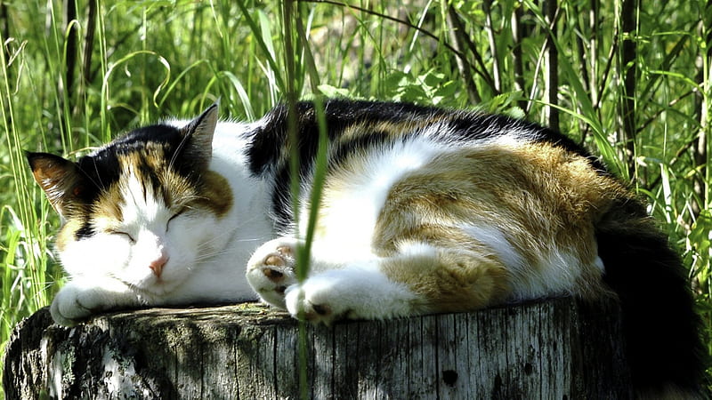 A calico cat, cute, calico, paws, trump, cat, sleeping, HD wallpaper