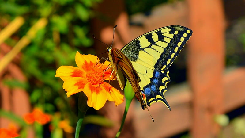 Swallowtail Butterfly, wings, swallowtail, butterfly, flowers, insects, animal, HD wallpaper