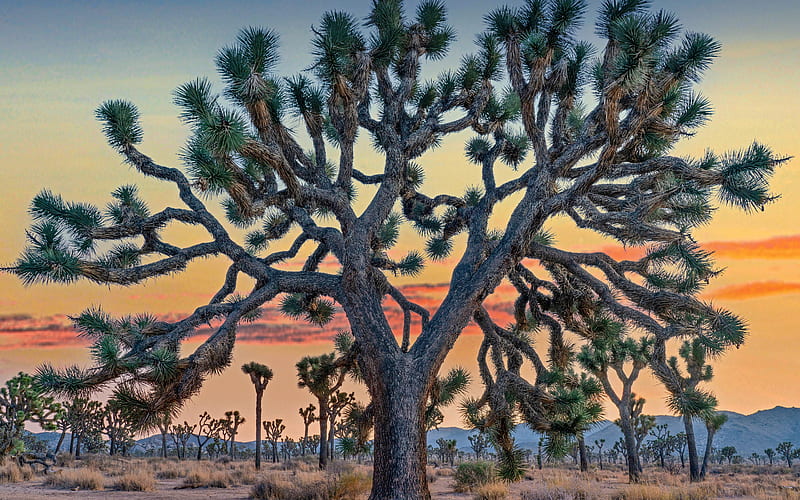 Joshua Tree National Park California 2022 Bing, HD wallpaper