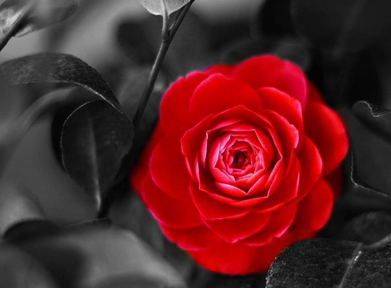 Camellia, red, flower, flowers, Camellias, nature, red flower, HD wallpaper