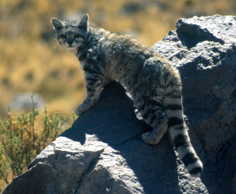 Andean Mountain Cat, Wildlife, Wild Cats, Wild Cat Species, HD wallpaper