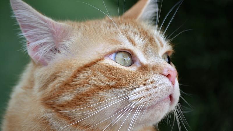 Side Face Of Yellow Brown Cat Looking Straight Cats, HD wallpaper