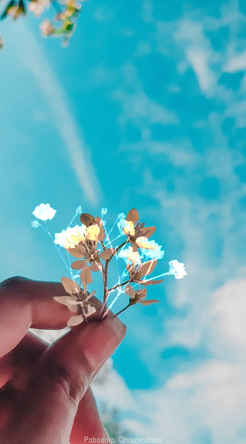 Flowers, art, blue, colombo, edits, sky, white, yellow, HD phone wallpaper