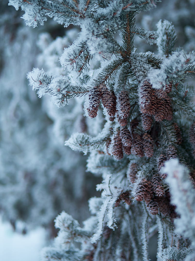 spruce, branch, cones, snow, winter, HD phone wallpaper