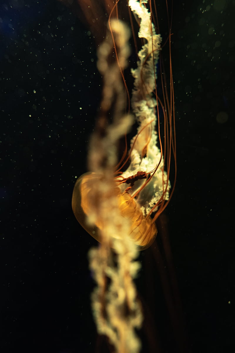 jellyfish, tentacles, underwater world, depth, close-up, HD phone wallpaper
