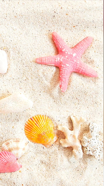 Wallpaper Sea 5k 4k wallpaper ocean starfish shore Best Beaches in  the World OS 4883