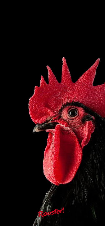Tamil Nadu Madurai Bench Of Madras HC Orders To Not Allow Rooster Fight  Till Jan 25