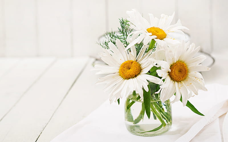 daisies, white beautiful flowers, daisies in a glass vase, white background, floral background, HD wallpaper