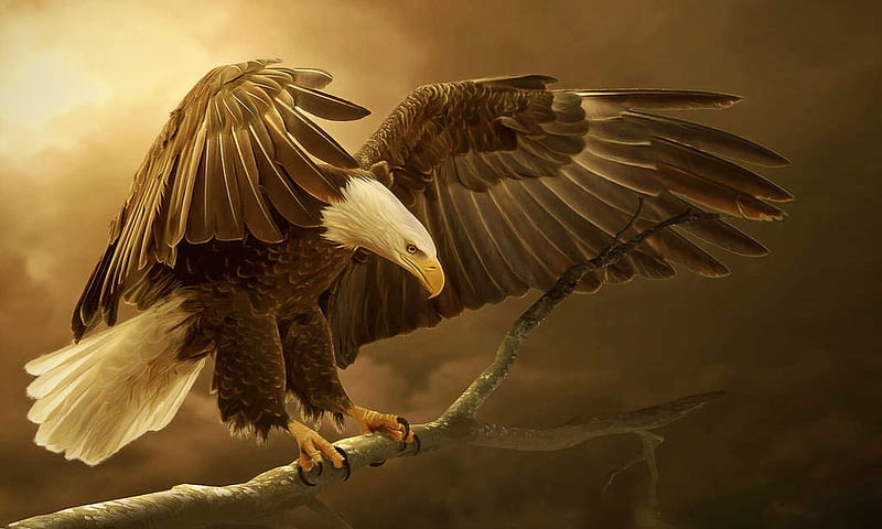 Magnificent Eagle, symbol, bird, brown, wild, bonito, dom, magnificent, Eagle, Talons, HD wallpaper