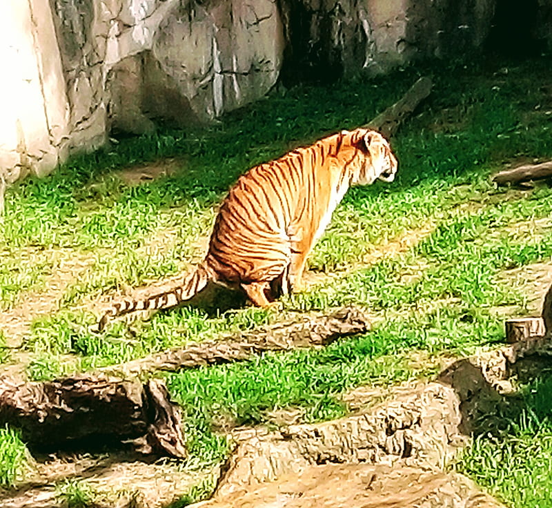 Poopin tiger , animals, poop, tigers, zoo, HD wallpaper