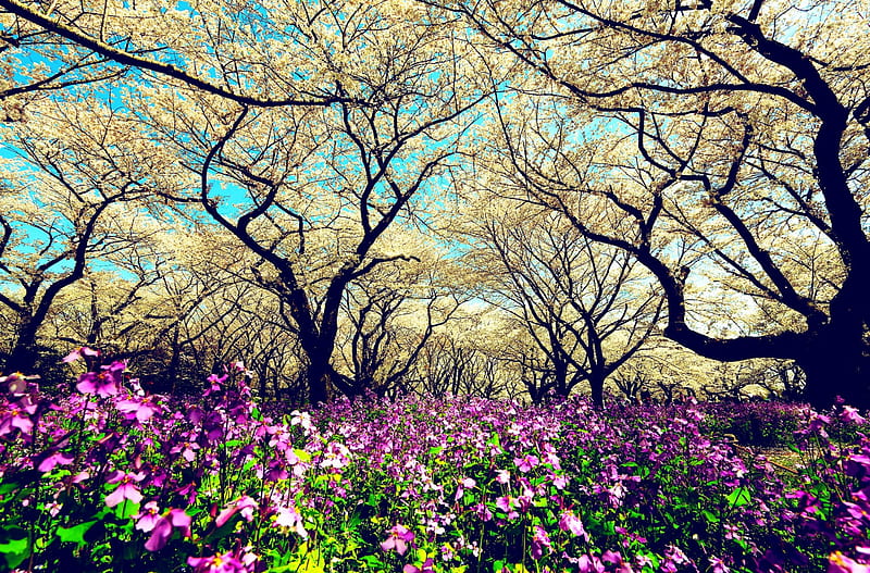 Welcome Springtime, purple, green, light blue, plum-trees, flowers, bonito, spring, white, HD wallpaper