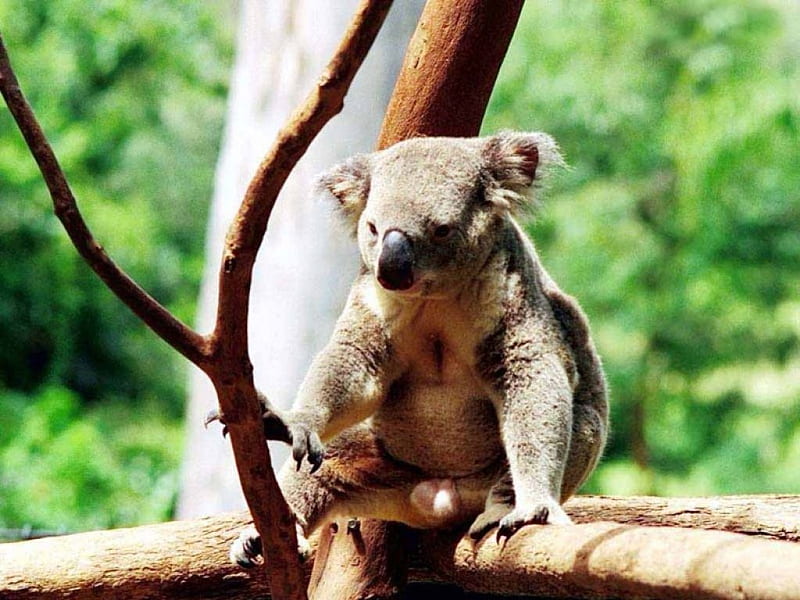 Cuddly Koala, australia, tree branches, trees, koala bear, HD wallpaper